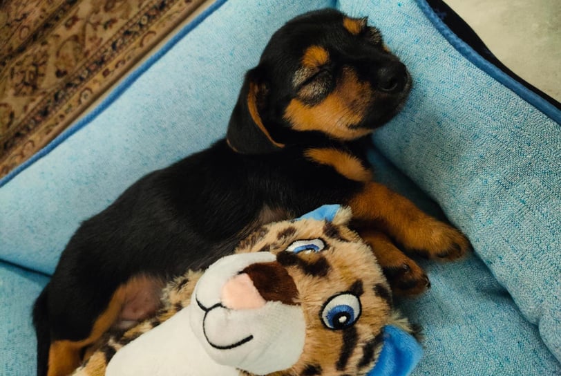 a puppy dog