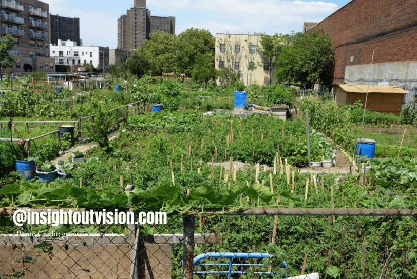 Growing Tomorrow: The Urban Farming Revolution of 2025