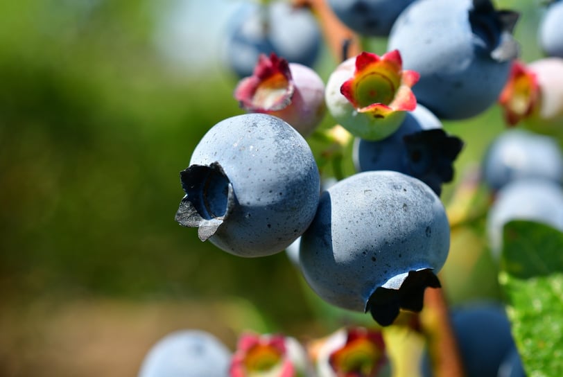 a bunch of blueberries are on the tree