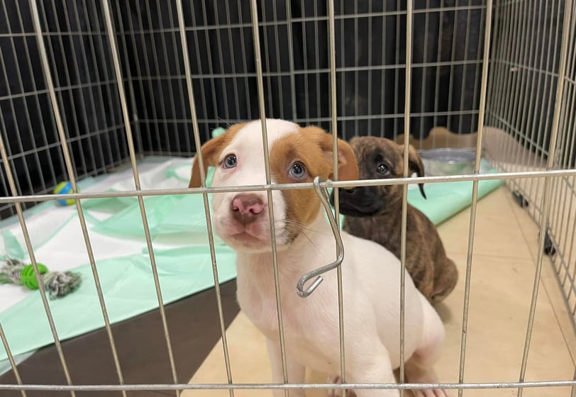 The Coles County Animal Shelter has been taking care of the community