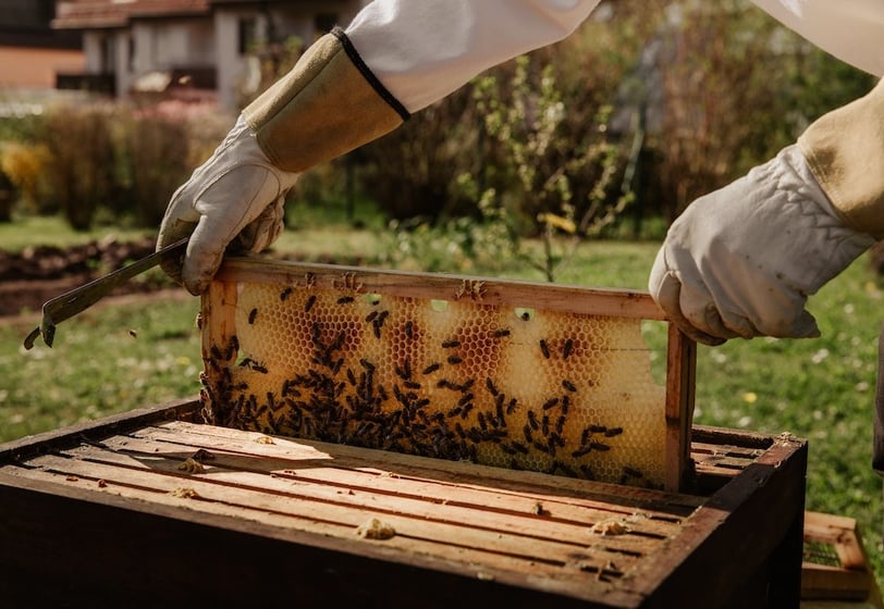 Embracing Modern Beekeeping Technology