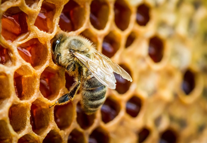 The Science of Sweetness: Unveiling the Hidden Wonders of Bees and Honey