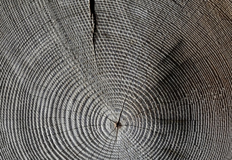 Cernes annuels de croissance témoignant de l'accumulation de carbone dans la biomasse de l'arbre