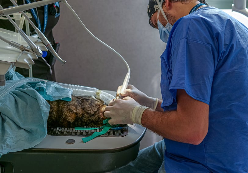 Le Dr Guzu réalise une opération dentaire sur un chat