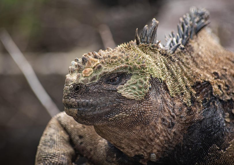 Mudança de pele na iguana