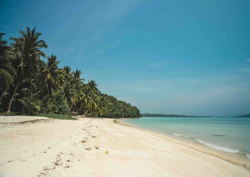 Beautiful beach lined with numerous coconut trees in Havelock, Andaman and Nicobar Islands.