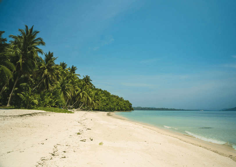 Beautiful beach lined with numerous coconut trees in Havelock, Andaman and Nicobar Islands.