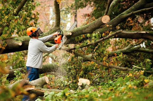 a man is cutting down a tree branch