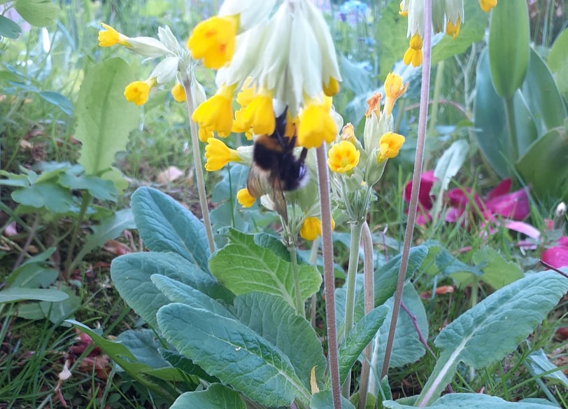 Bumblebee on flower