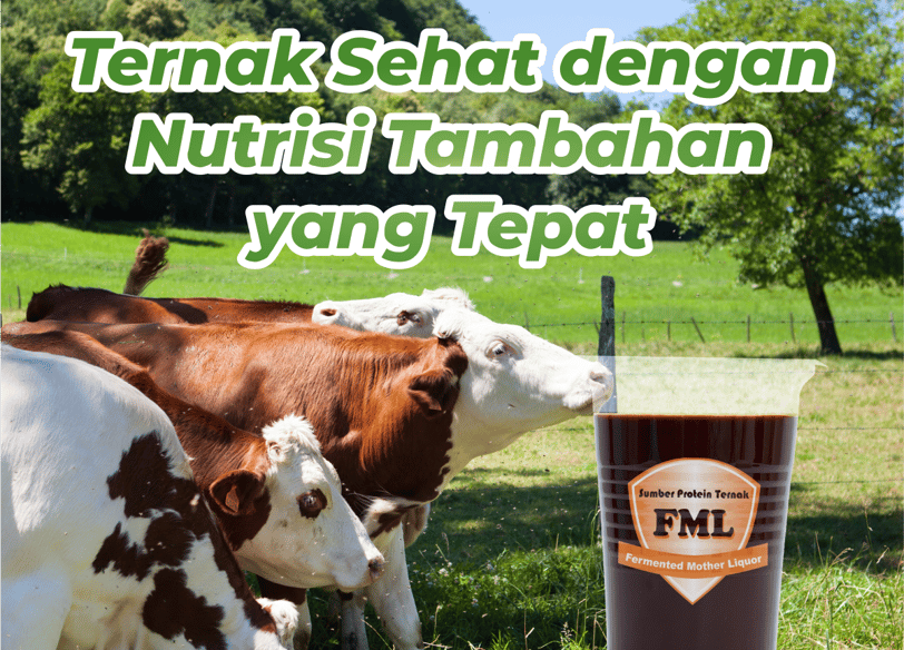 FML bantu sistem pencernaan sapi bekerja lebih efisien