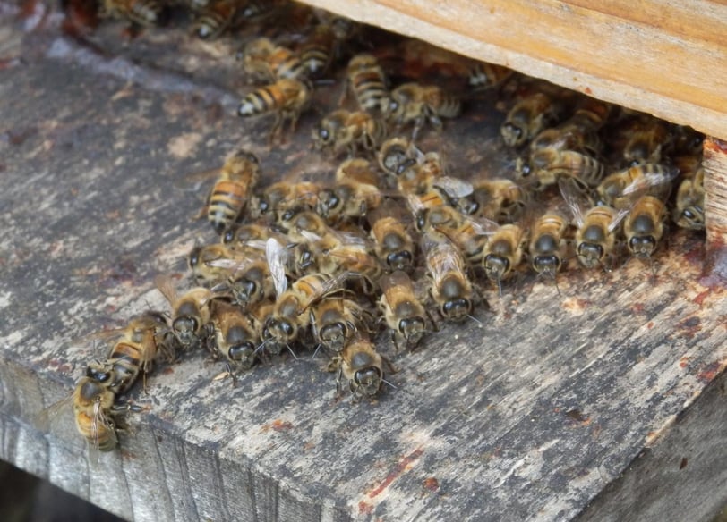 Guarding the Hive: Disease Prevention, Treatment Protocols, and Integrated Pest Management