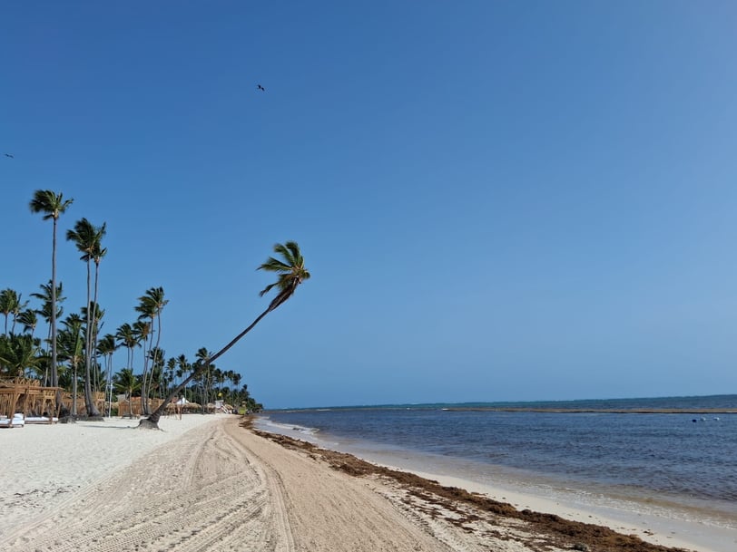 Palm-lined beach in Punta Cana with sargassum along the shore and in the water