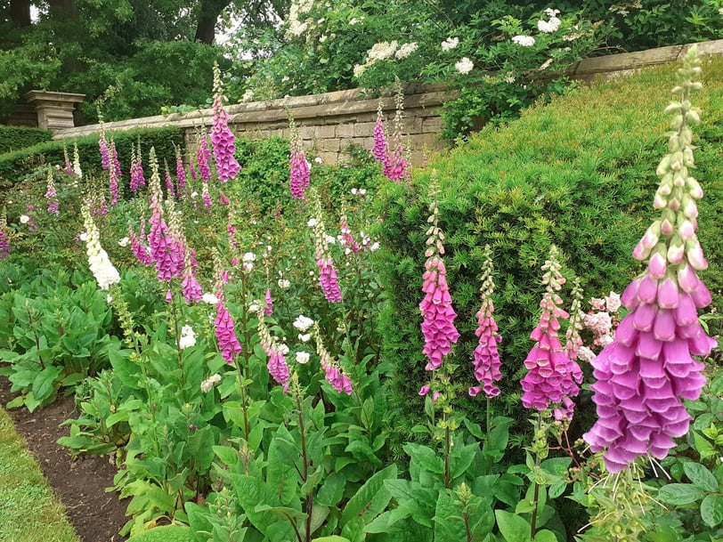 Foxgloves
