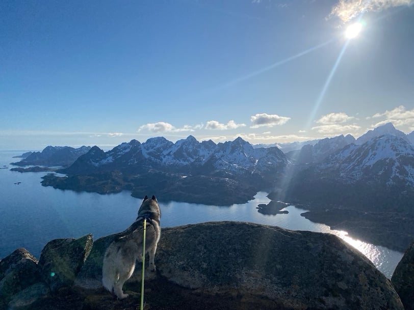 Husky above Lofoten 
