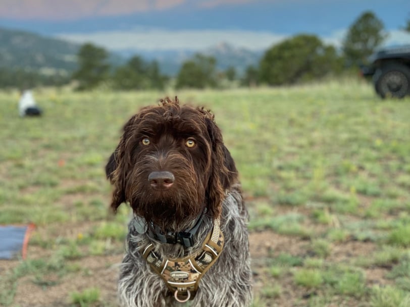 Hank's first adventure.