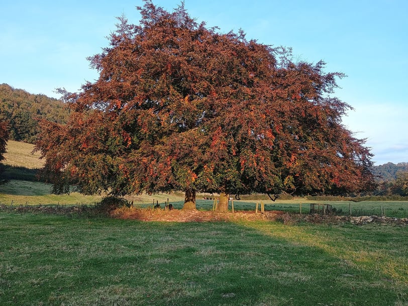 a hawthorn tree