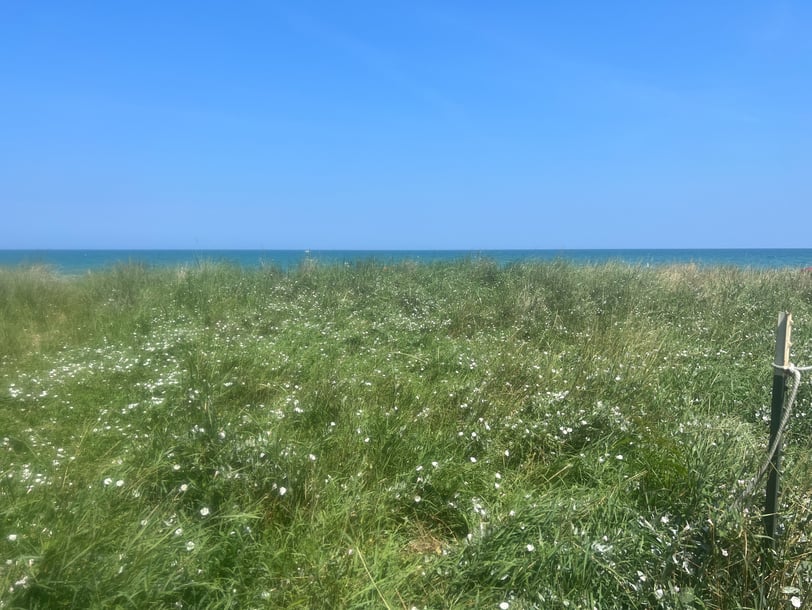 Scenic meadow overlooking Lake Michigan with lush greenery, wildflowers, and a clear blue lake under a bright sky.