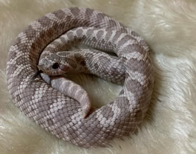 Lavender Hognose "Lavender is the soul of Provence" -Jean Giono