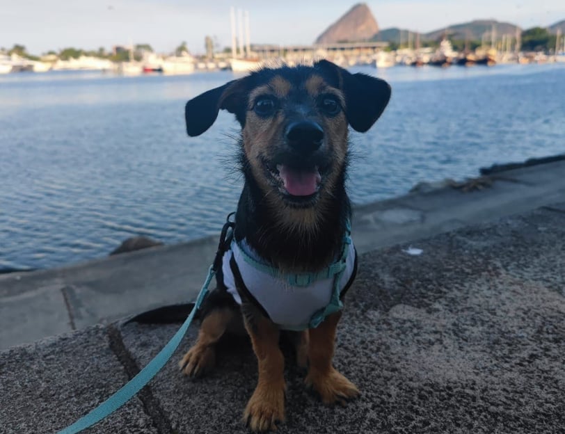 beneficios_passeio_cachorro