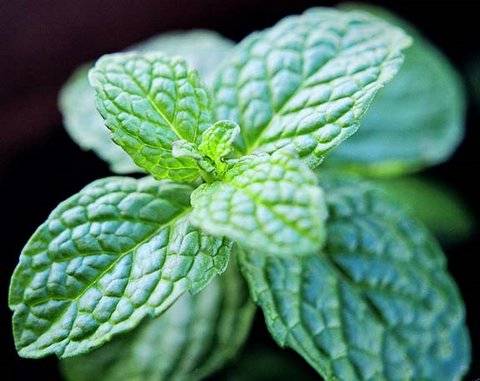 Menta: Para Que Serve, Benefícios, Vitaminas e Como Usar no Dia a Dia