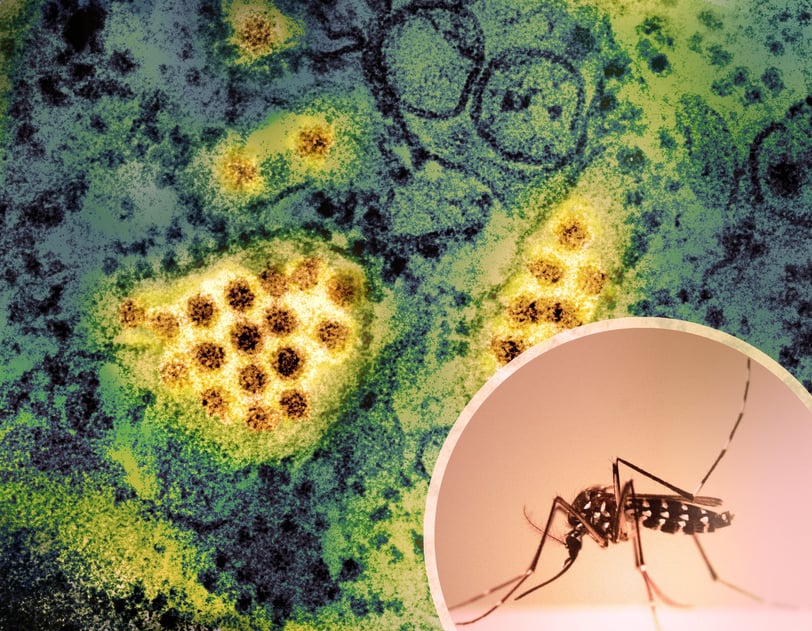 Virus da dengue e seu vetor, Aedes aegypti