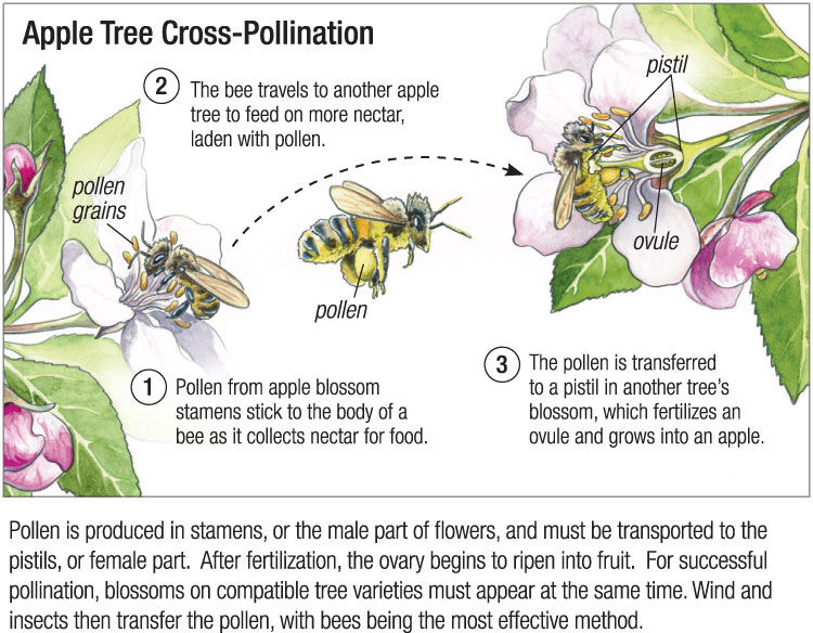 Cross pollination diagram