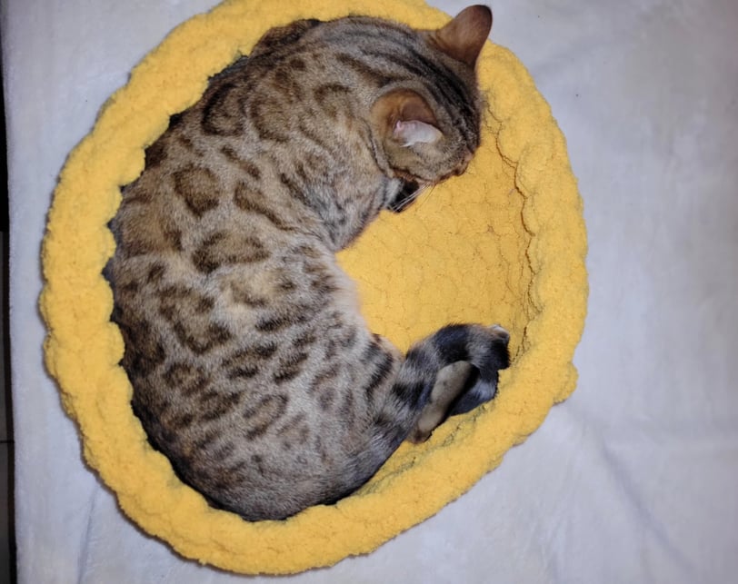 aalessa creations lit chat bengal main coon panier chat
