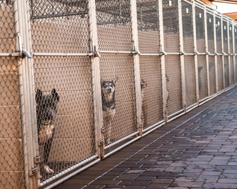 Dogs in kennel in dog shelter
