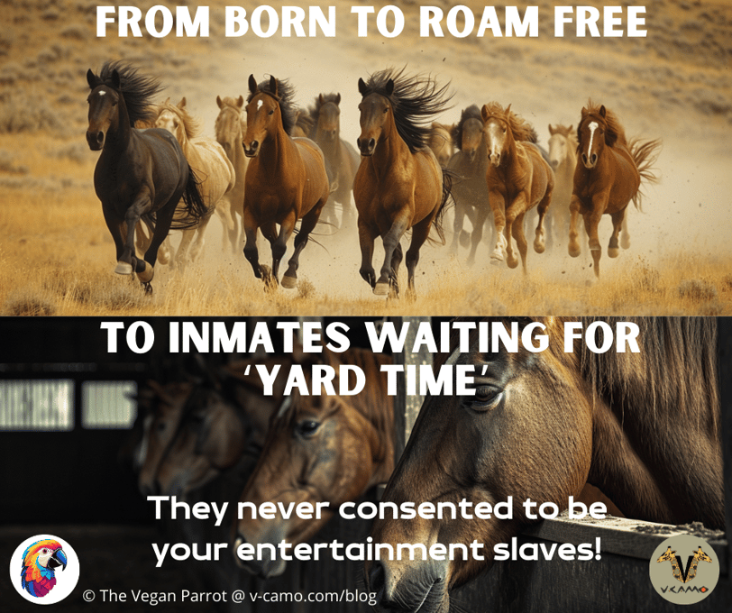 An image that displays a herd of free horses versus barn horses with the intent that domesticating horses in unethical