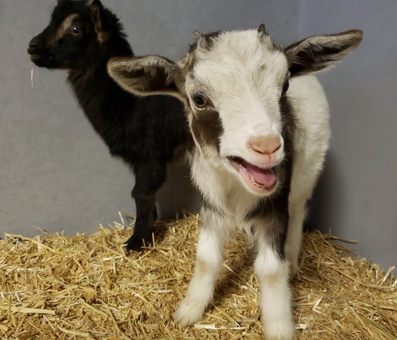 Baby goats