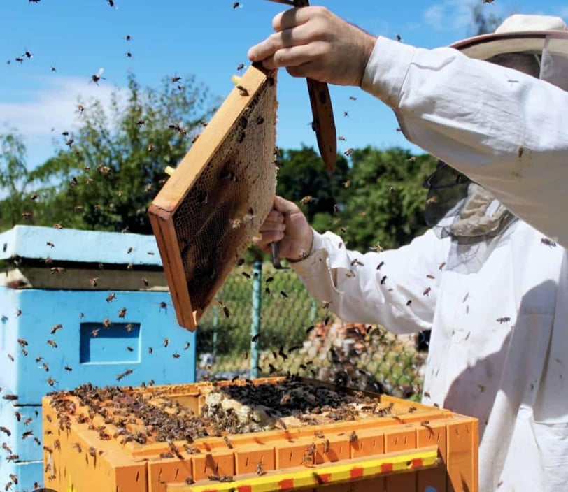 – The Role of Modern Beekeeping Technology in Hive Success