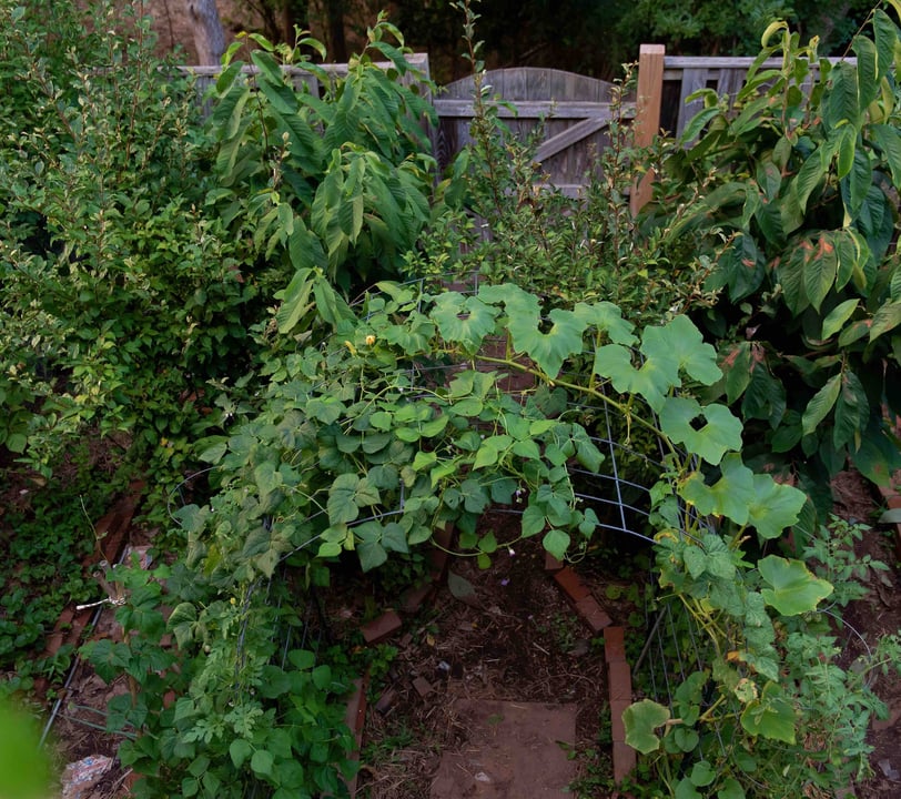 Bountiful backyard garden with a trellis, fruit trees, and mroe. 