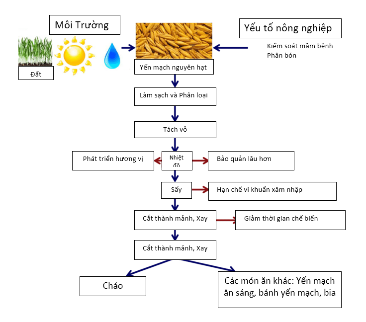 Qúa trình sản xuất yến mạch