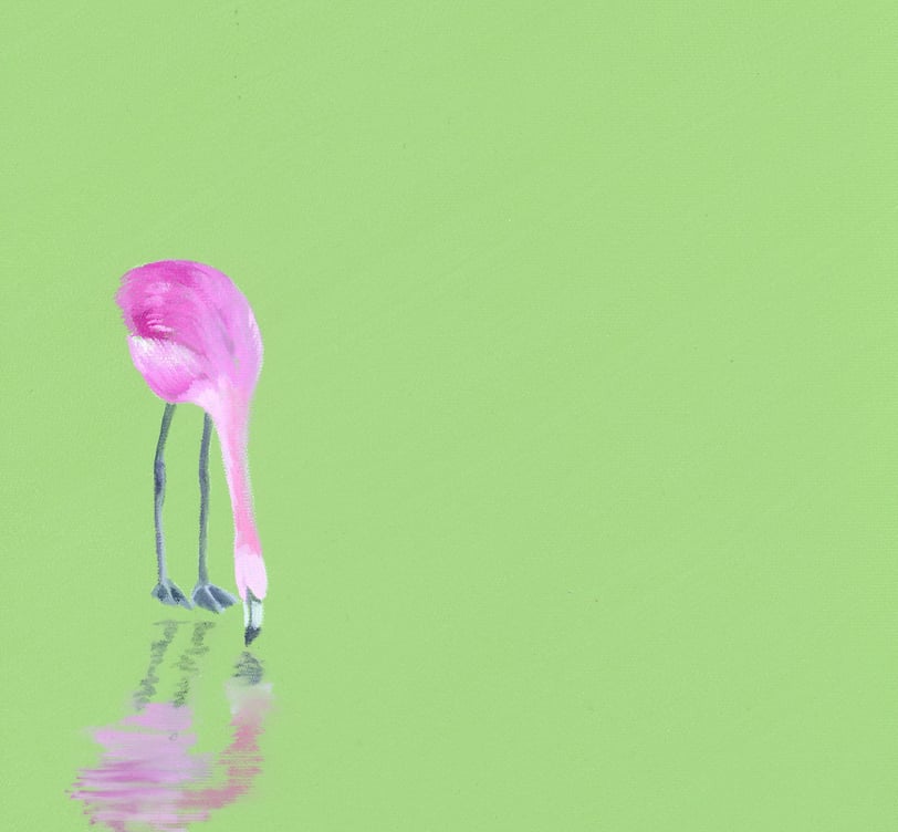 a pink flamingo bird standing in the water