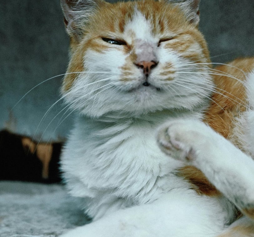 cat with allergies