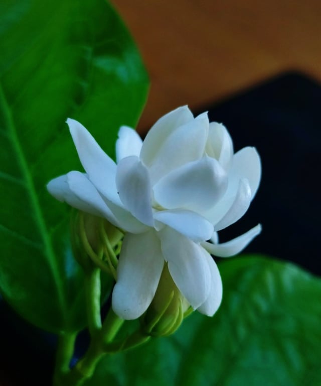 Flower of Arabian Jasmine