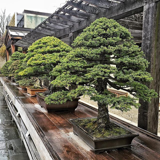bonsai tree