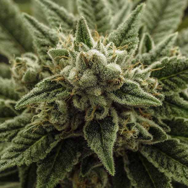 Algarve cannabis club