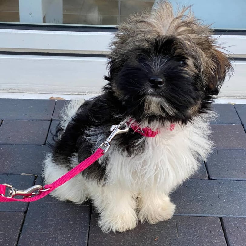 Mini Havanese
