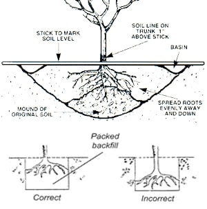 Illustration of correct planting depth four bare root fruit trees