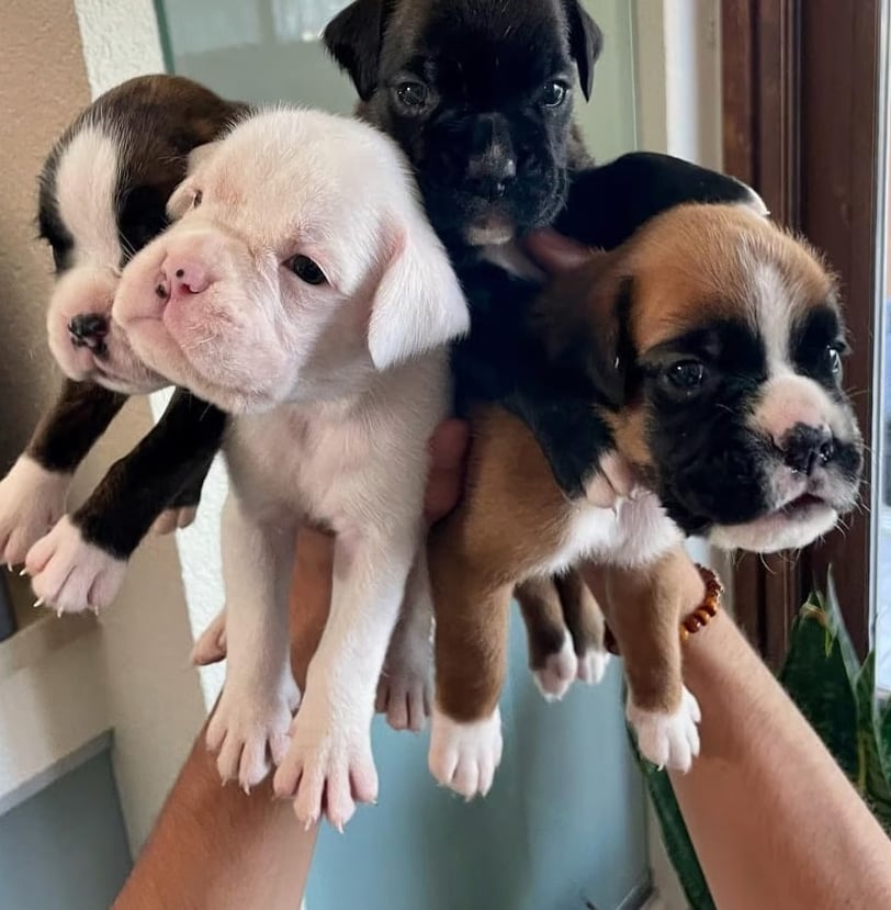 Boxer Puppies for sale in USA
