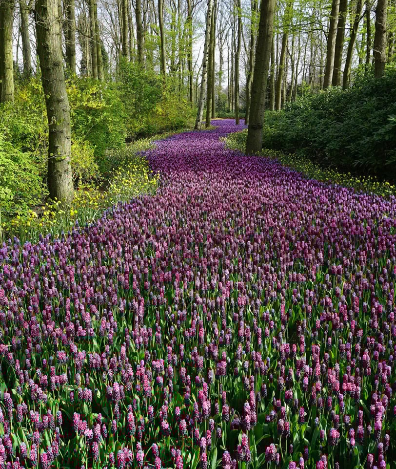 a path leading through a forest filled with flowers