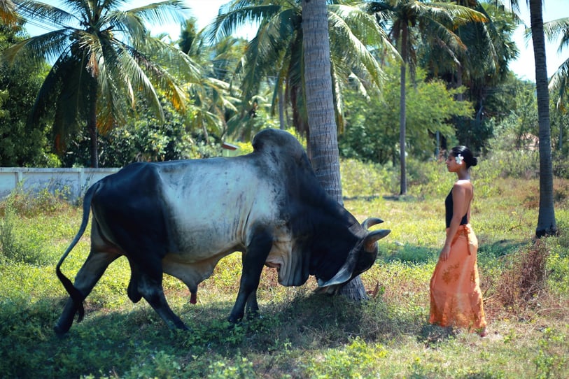 Jungle Flower with a flower in her ear, standing in a Thai meadow, staring down a bull.