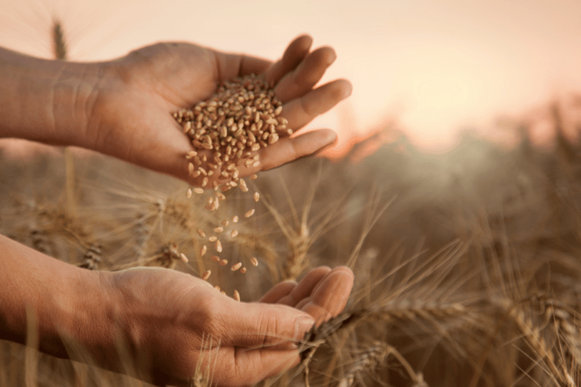 grano de trigo