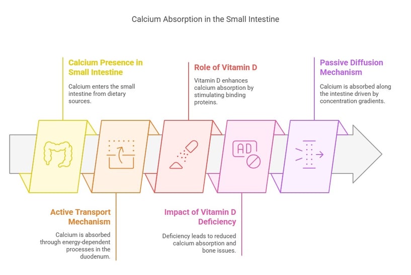 Calcium absorption