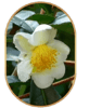 Camellia Sinensis  image