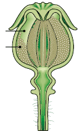 fruit sec déhiscent - capsule - pavot
