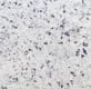 Granito Branco Dallas - L&C Marmoraria em São Paulo