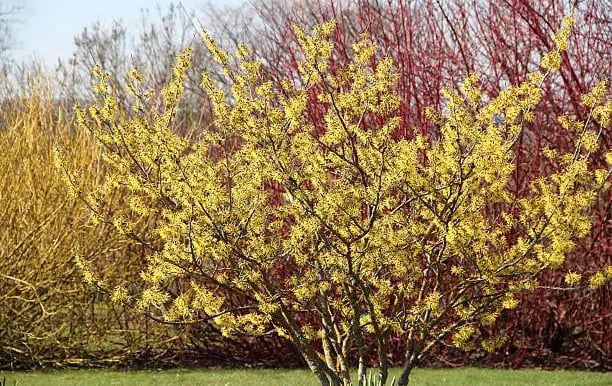 Witch Hazel (Hamamelis virginiana)