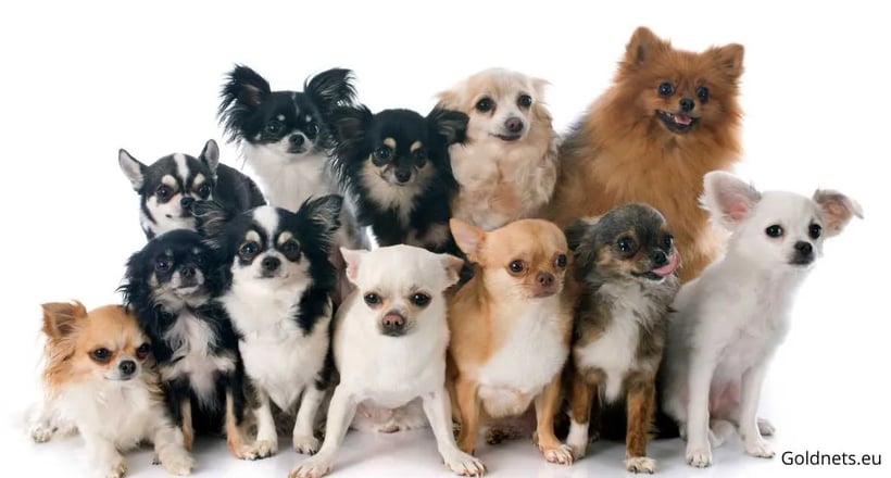 A Csivava kicsi, de magabiztos kutya, aki erős személyiséggel és hűséggel bír. Tökéletes társ